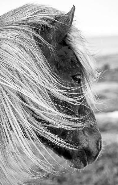 Icelandic Pony.jpg